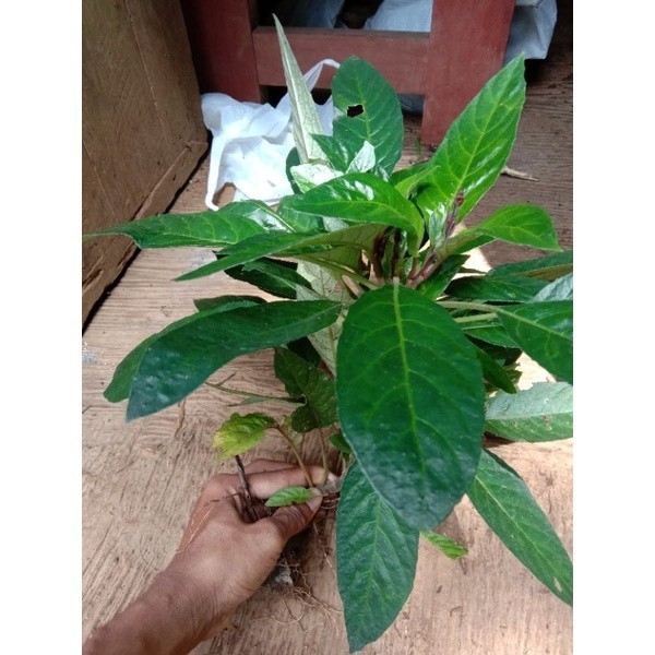 

Extra Herbal Bibit Tanaman Sayur Lalap Reundeu Subur Hijau