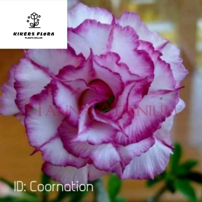 Tanaman Hias Bunga Kamboja Adenium Bunga bunga Kamboja Bunga Hidup-Tanaman Hias Hidup-Bunga