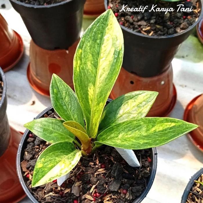 Tanaman hias anthurium jemani cobra varigata ukuran anakan