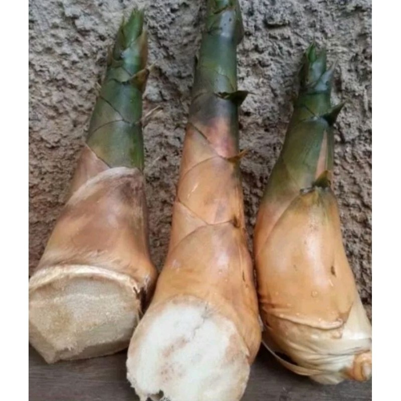 

Rebung bambu kuning herbal Batak