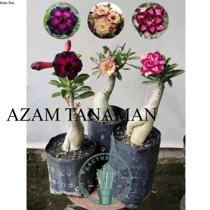 ARTIFICAL- ADENIUM PAKET VARIAN WARNA BUNGA TUMPUK PAKET 3 POHON ADENIUM Tanaman - Warna 1
