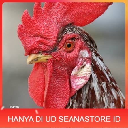 

Telur ayam albino mata merah / telur ayam hias fertil siap tetas UD SEANASTORE ID