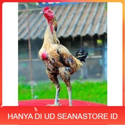 

Telur ayam bangkok shamo brazil / ayam petarung aduan untuk ditetaskan UD SEANASTORE ID