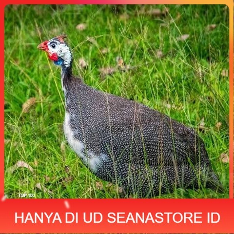 

Telur ayam mutiara / telur ayam hias / telur fertil siap cod UD SEANASTORE ID