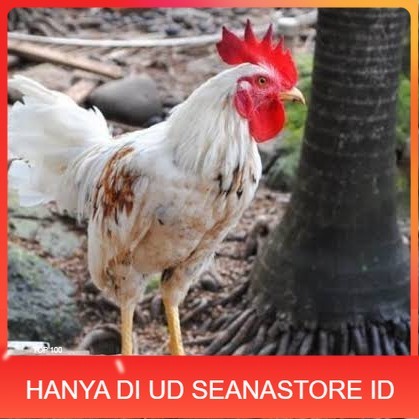 

Telur ayam ketawa dangdut slow gretek siap ditetaskan UD SEANASTORE ID