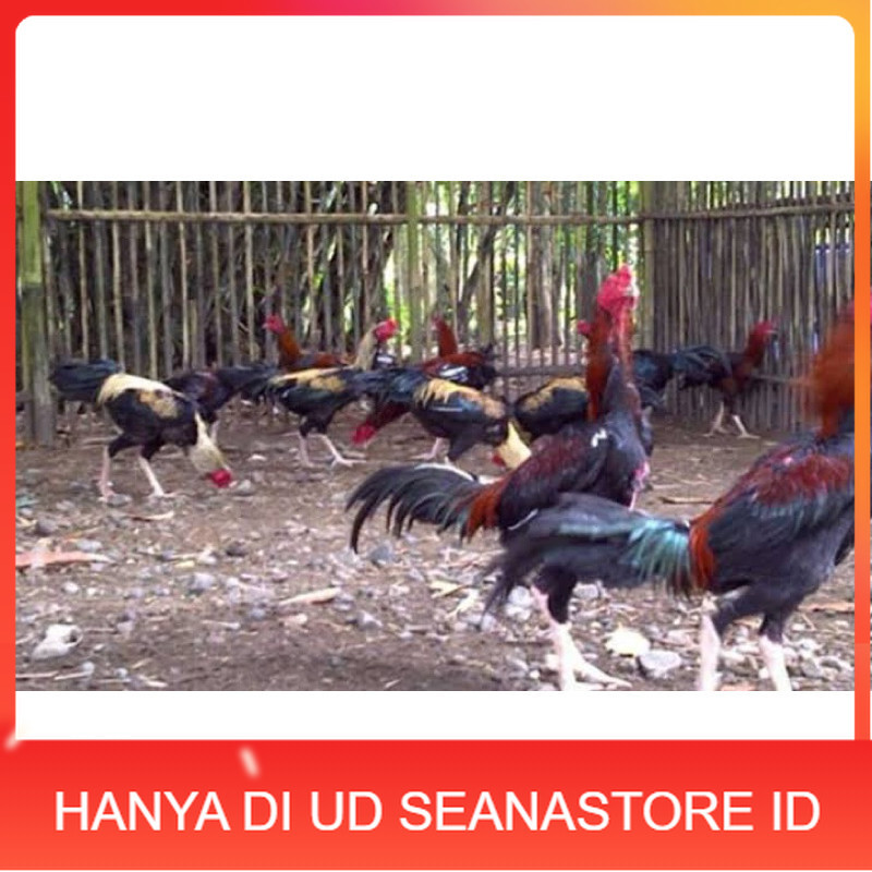 

TELUR FERTIL AYAM BK X AKA UNTUK DI TETASKAN UD SEANASTORE ID