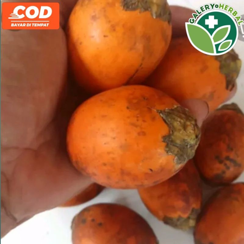 

COD Buah Pinang Matang 1kg BuahJambe Tua Matang di Pohon AF