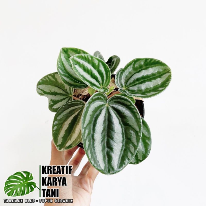 Peperomia belimbing - Peperomia starfruit - Peperomia belimbing watermelon