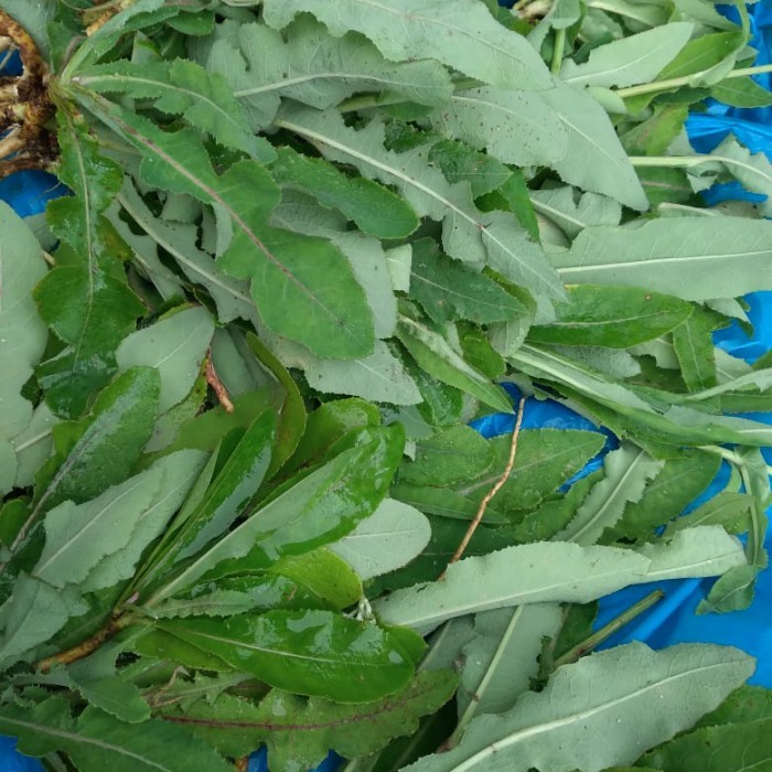 

500gram daun tempuyung segar baru dipetik
