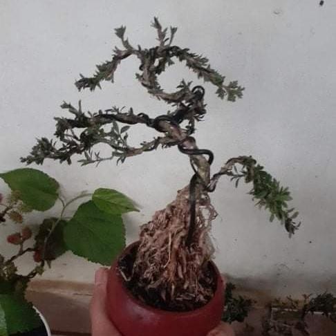 bonsai shito seribu bintang - tanaman bonsai seribu bintang