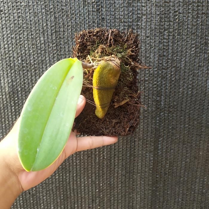 Anggrek Dasi Bulbophyllum Macrobulbon - dasi 1