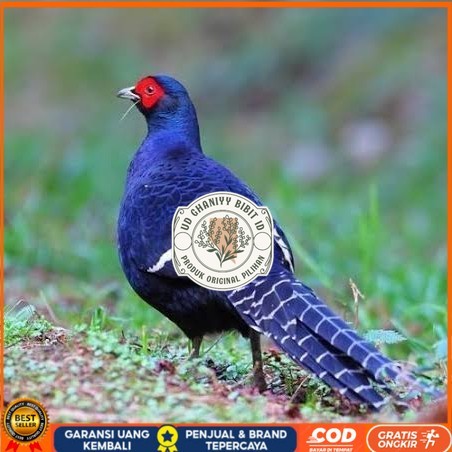 

Telur ayam hias ringneck mikado pheasant fertil siap ditetaskan Langsung UD GHANIYY BIBIT ID