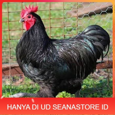 

Telur ayam black australorp / telur ayam hias / telur fertil siaptetas UD SEANASTORE ID