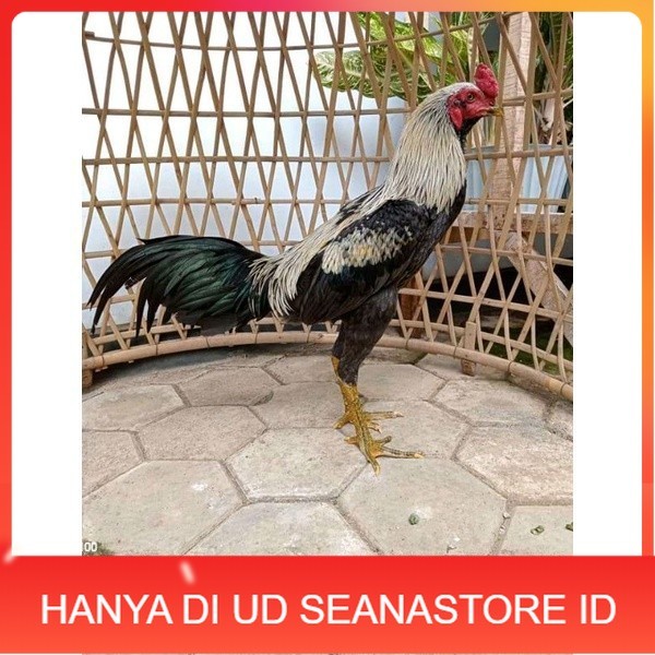 

ayam pama IQ telur fertill 100% terlaris UD SEANASTORE ID