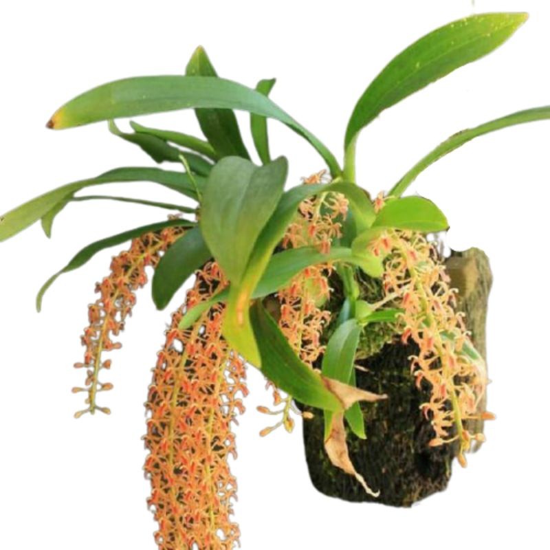 Termurah Tanaman hias anggrek liparis hutan SPIKE SIAP BERBUNGA
