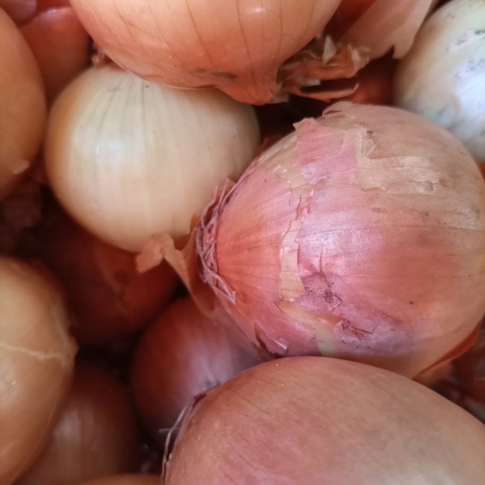 

bawang bombay kecil pasar online makassar
