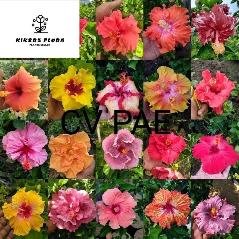 Tanaman Hias Bunga Sepatu Import Hibiscus