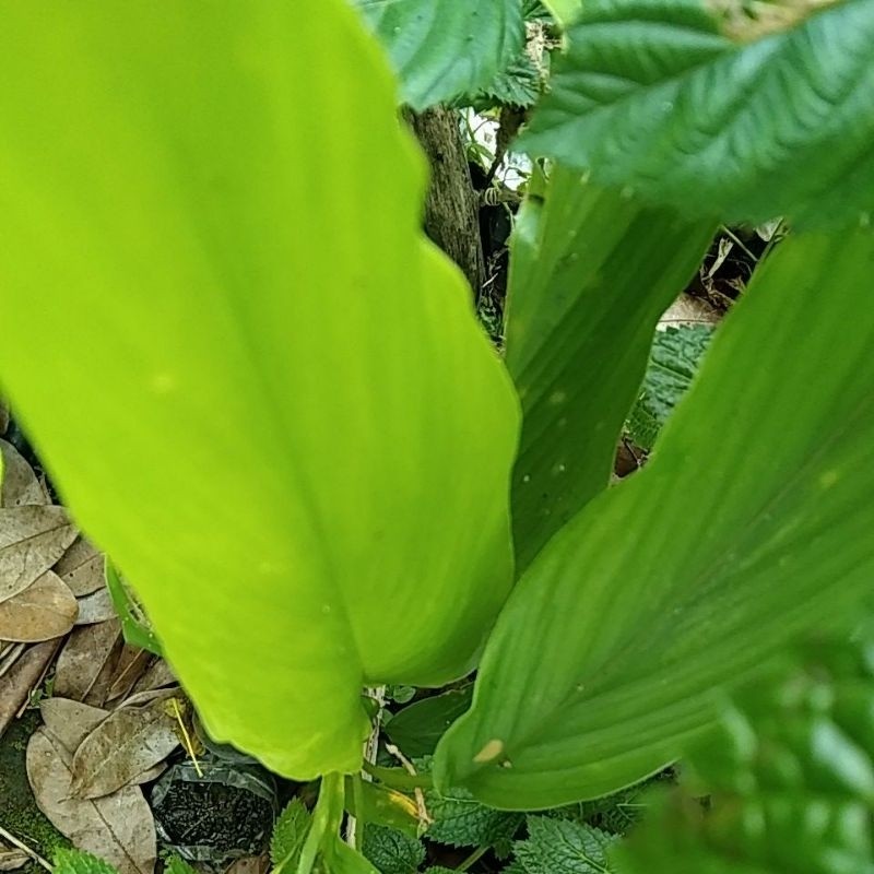 

daun kunyit per lembar