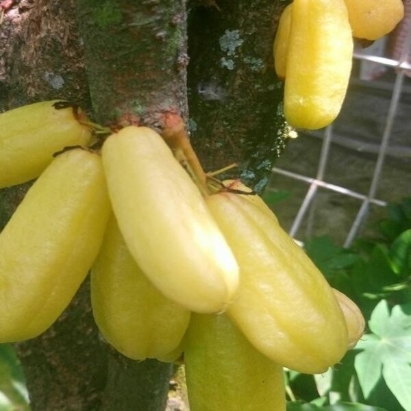 FREESS Bibit Tanaman Buah Belimbing Wuluh Kuning Siap Tanam O ATV
