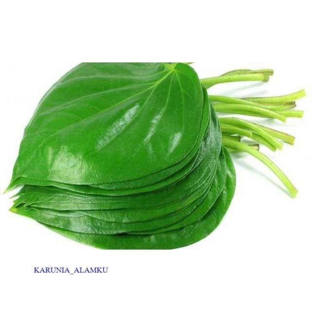 

Readyy Daun sirih segar organik per lembar siap ambil ke kebun
