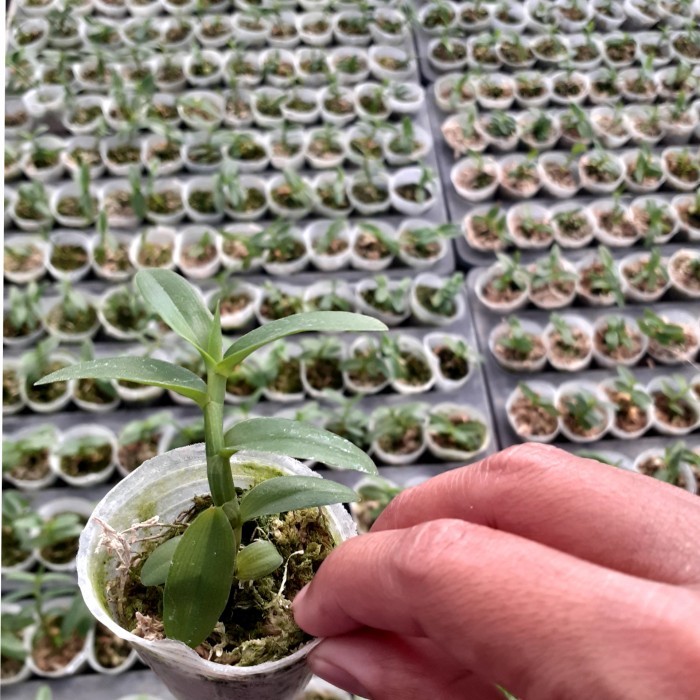 Bunga Anggrek Dendrobium Anosmum Alba Seedling