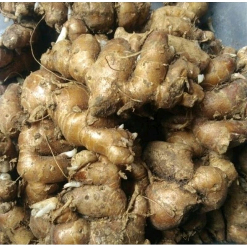 

Kencur Segar Bumbu Rempah/ Cikur Seblak Kemasan 1kg