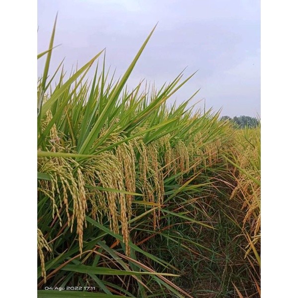 Benih padi CB 05 (Cakrabuana 05)