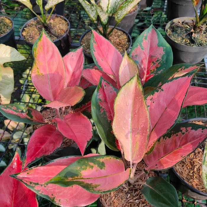 tanaman aglaonema kocin tembaga / aglonema red kocin