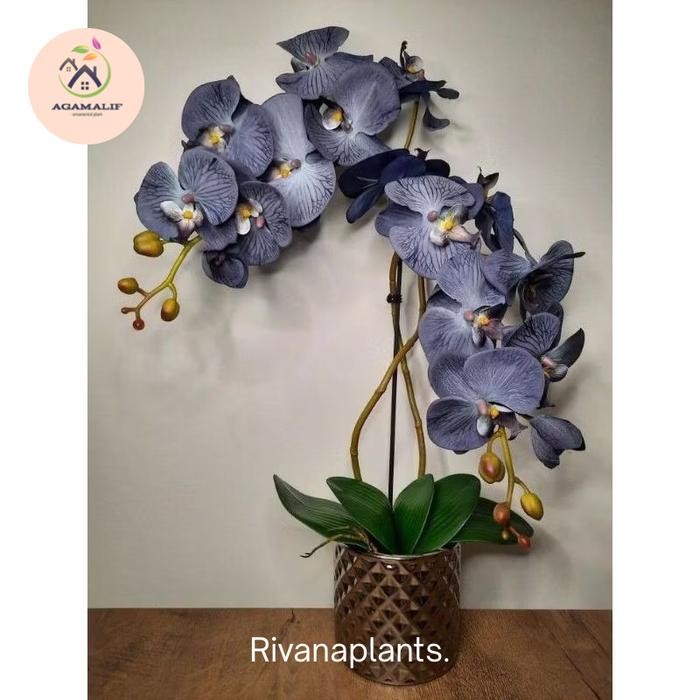 Anggrek bulan import - anggrek bulan dewasa spike siap berbunga - id 01