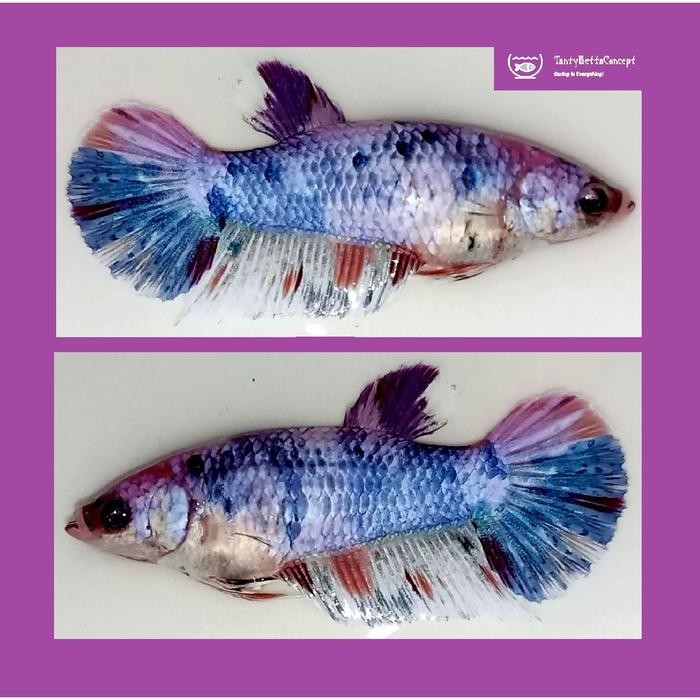 Cupang Giant Female, FmGiant18