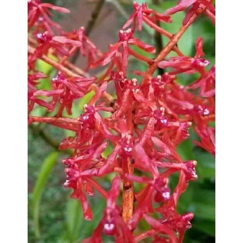 Anggrek Renanthera engolata spesies Onokabe_co