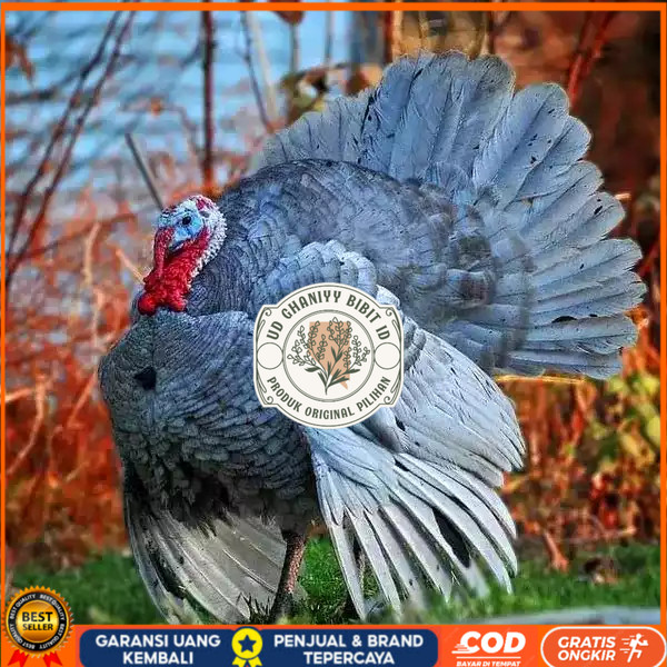 

Telur ayam kalkun blue slate jumbo / telur ayam hias / telur fertil siap tetas UD GHANIYY BIBIT ID