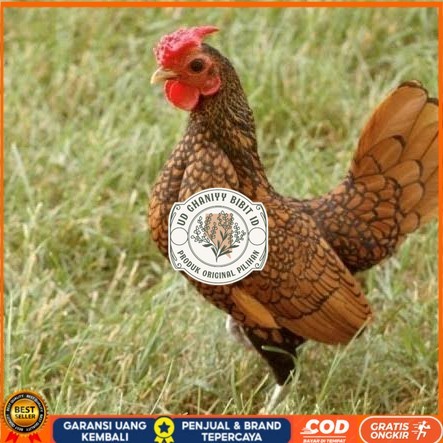 

Telur ayam serama / kate batik italy kanada fertil siap tetas UD GHANIYY BIBIT ID