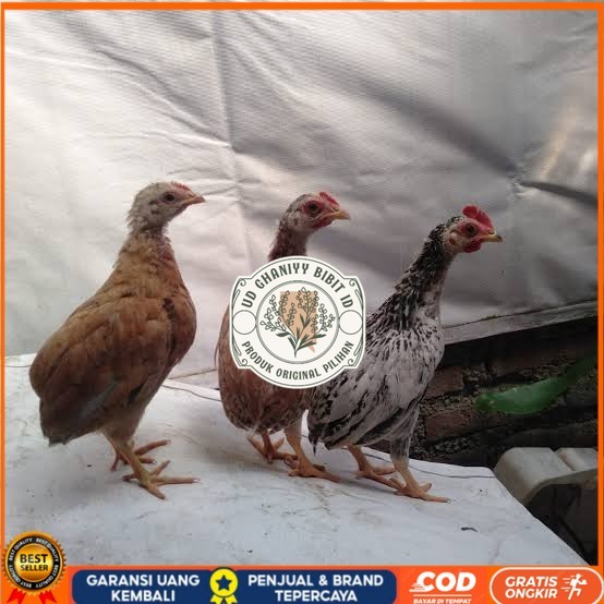 

Telur ayam tukung / telur ayam hias / telur fertil asli UD GHANIYY BIBIT ID