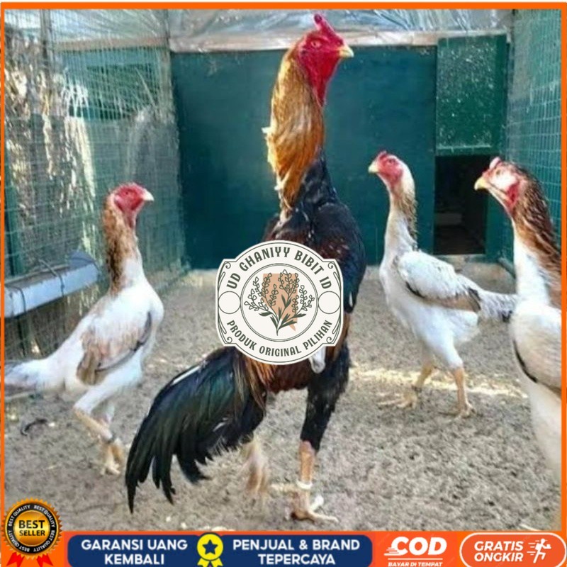 

TELUR AYAM SHAMO EROPA PURE LINE UNTUK DI TETASKAN UD GHANIYY BIBIT ID