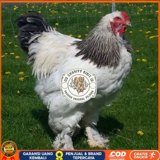 

Telur ayam hias brahma fertil siap ditetaskan UD GHANIYY BIBIT ID