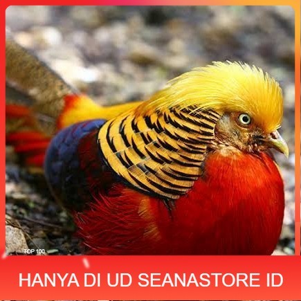 

telur ayam golden pheasant hias siap ditetaskan - golden pheasant UD SEANASTORE ID