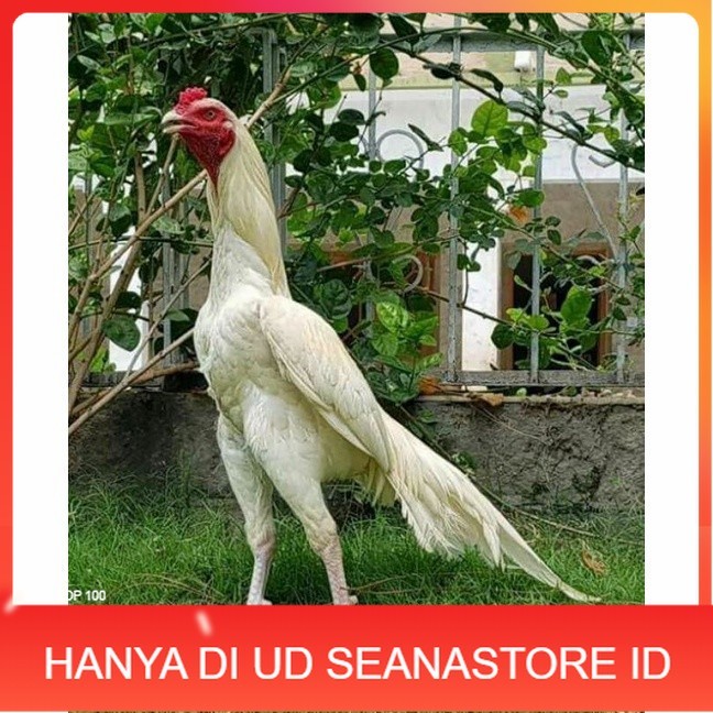 

Telur ayam hias putih nasional bangkok putih fertil asli siap tetas - bantam chocin UD SEANASTORE ID