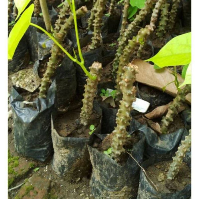 Brotowali Bibit Brotowali Perstek Batrawali Bibit Bratwali