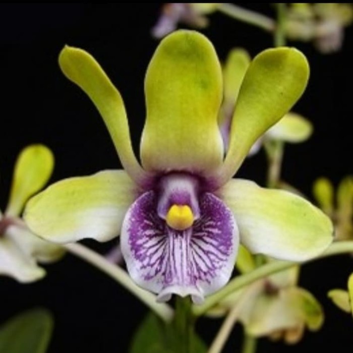 Anggrek Dendrobium besi atau violaceoflavens remaja