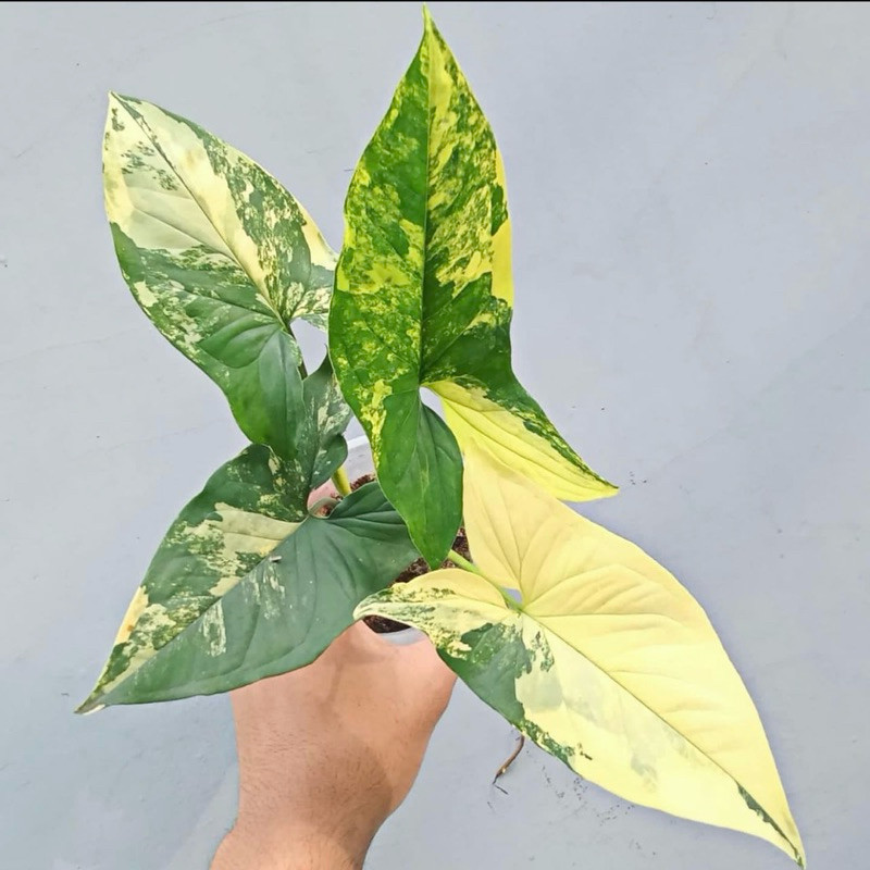 Tanaman hias syngonium varigata yellow - Syngonium yellow varigata