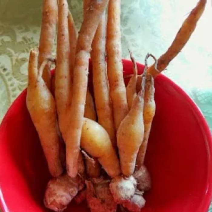 

Temu kunci Segar 1kg