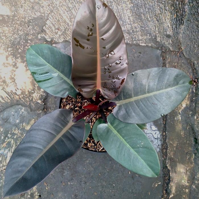 Philodendron Black Cardinal ASLI Besar Real Pict