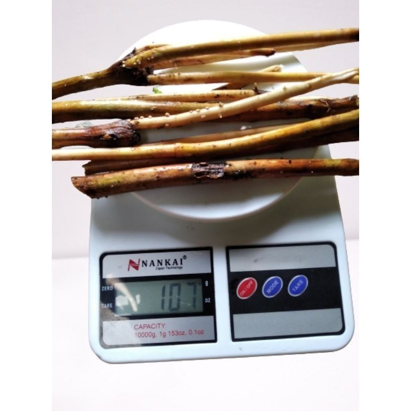 

Promo akar pinang/akar jambe segar murah obat herbal alami Saug_herbalco