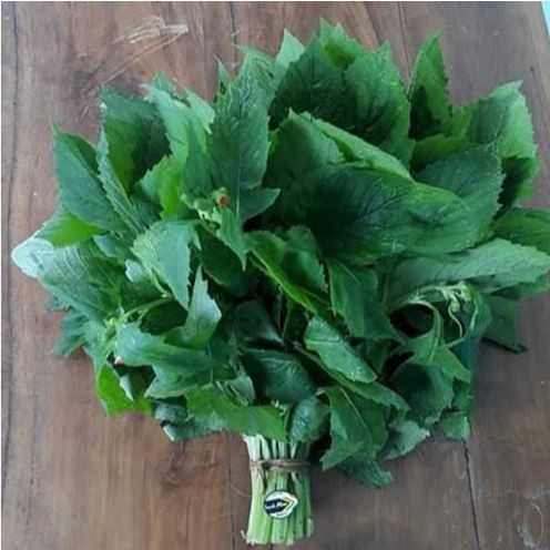 

DAUN SINTRONG SEGAR