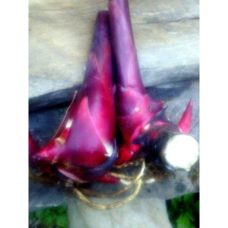 Promo BIBIT KECOMBRANG MERAH SUPER JUMBO A.L_96 A.L_96
