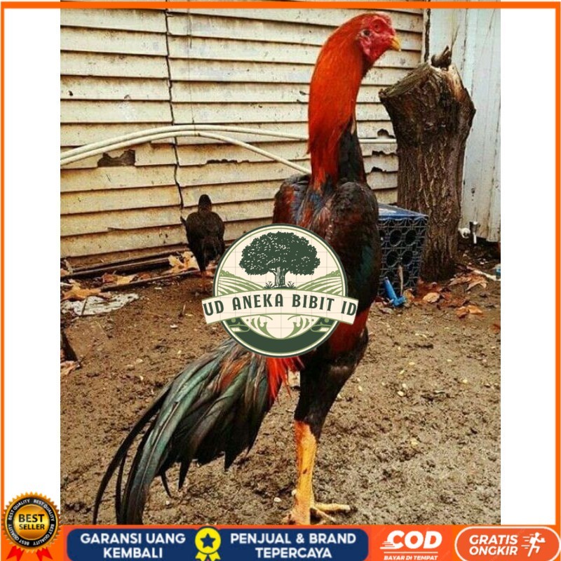 

PAKET MURAH 3 EKOR TELUR SHAMO (Cod) UD ANEKA BIBIT ID