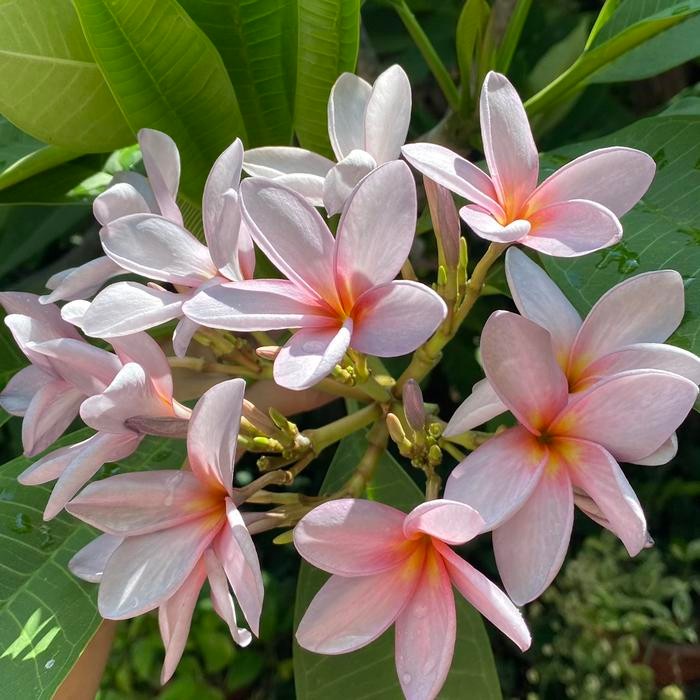 Bibit Stek Jepun Plumeria Sweet Purple