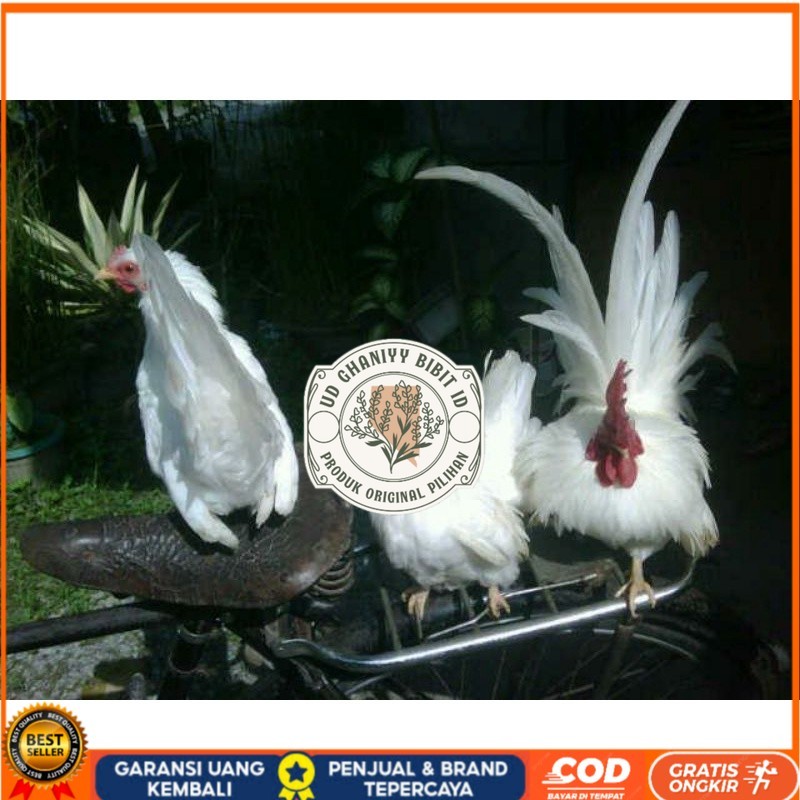 

TELUR AYAM HIAS KATE JEPANG SAMURAI UNTUK DI TETASKAN UD GHANIYY BIBIT ID