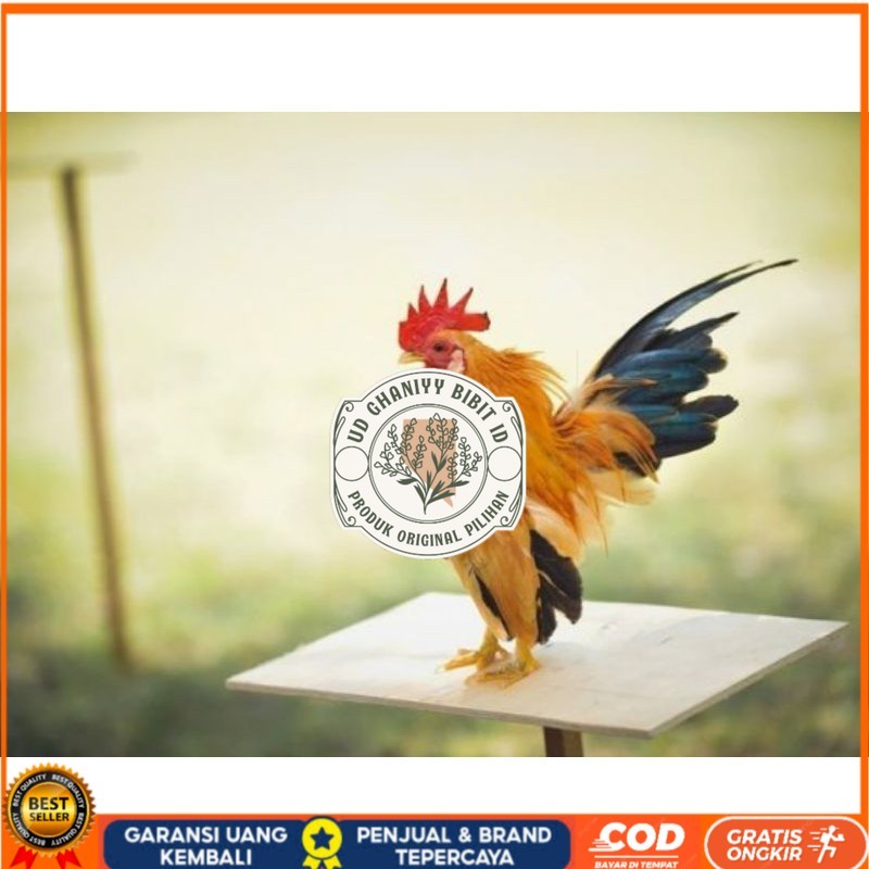 

TELUR AYAM HIAS SERAMA UNTUK DI TETASKAN UD GHANIYY BIBIT ID